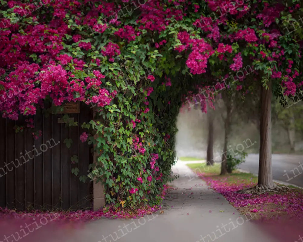 Bougainvillea Backdrop