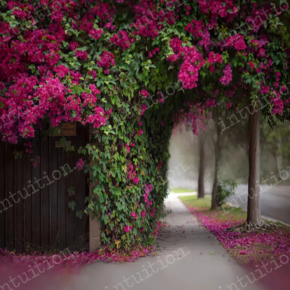 Bougainvillea Horizontal / Poly 60X44 Backdrop