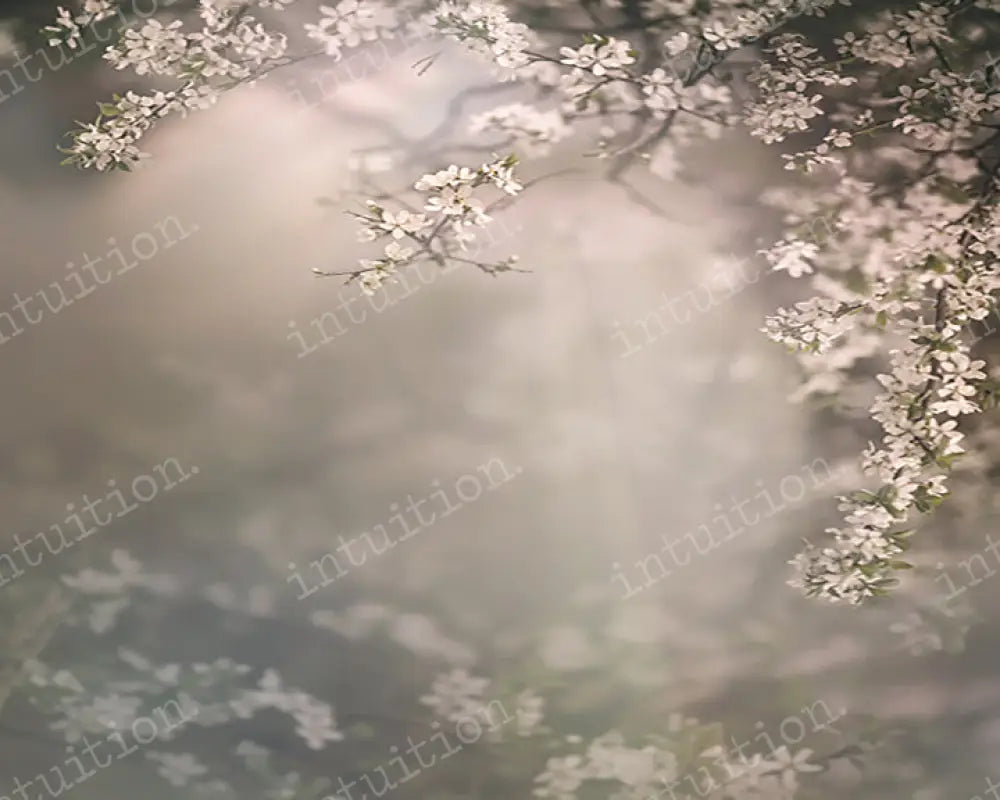 Dogwood Bloom Backdrop