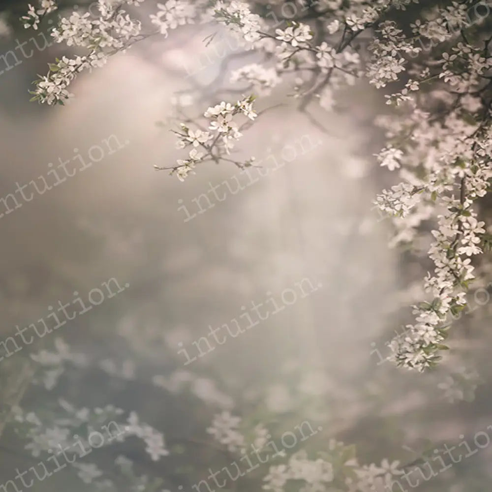 Dogwood Bloom Horizontal / Poly 60X44 Backdrop