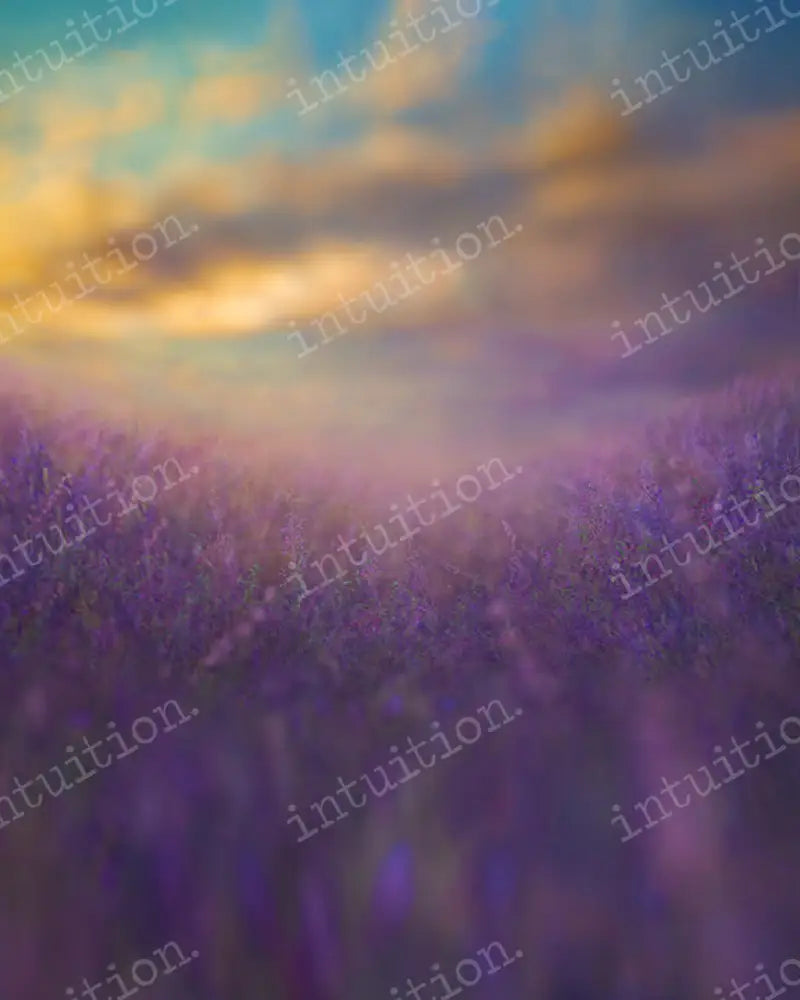 Fields Of Lavender Backdrop