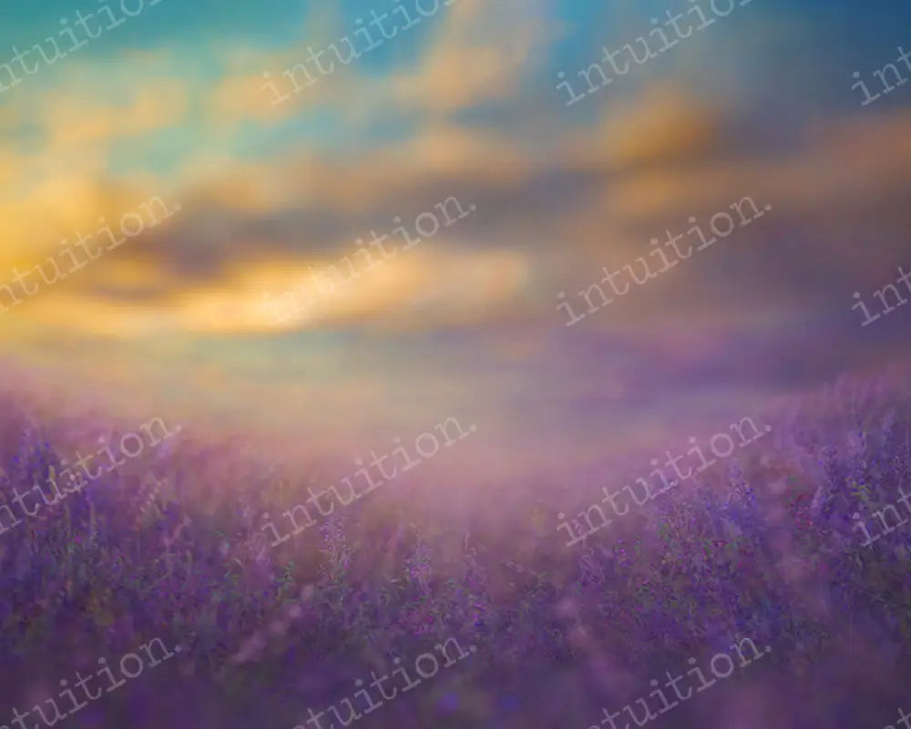 Fields Of Lavender Backdrop