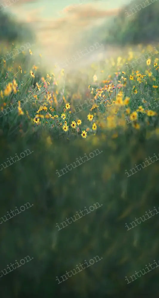 Morning Breeze Backdrop