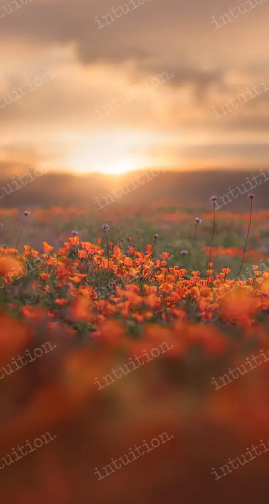 Poppy Fields Backdrop