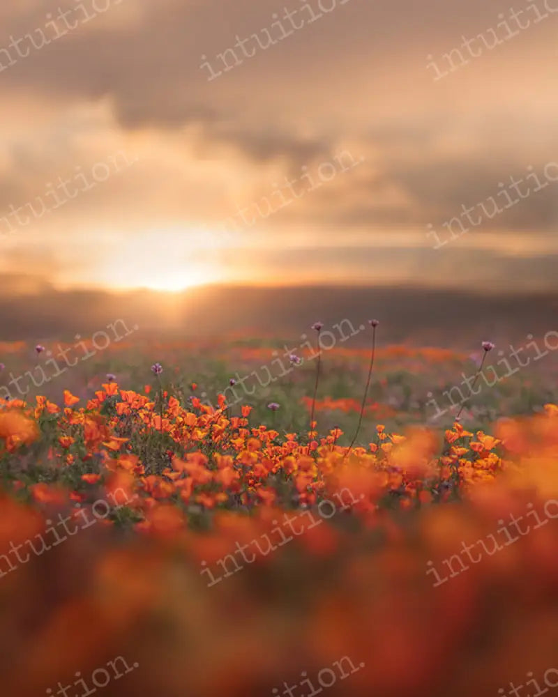 Poppy Fields Backdrop