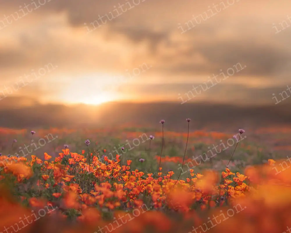 Poppy Fields Backdrop