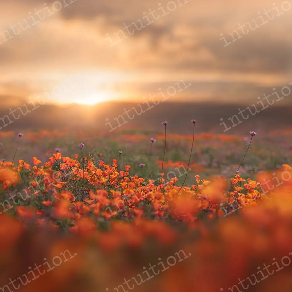 Poppy Fields Horizontal / Poly 60X44 Backdrop